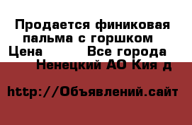 Продается финиковая пальма с горшком › Цена ­ 600 - Все города  »    . Ненецкий АО,Кия д.